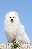 SPITZ ALLEMAND 168